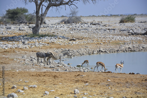 Zebras at Waterhole, Okaukuejo, Etosha, Namibia, Africa