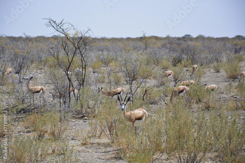 Springbok, Okaukuejo, Etosha National Park, Namibia, Africa