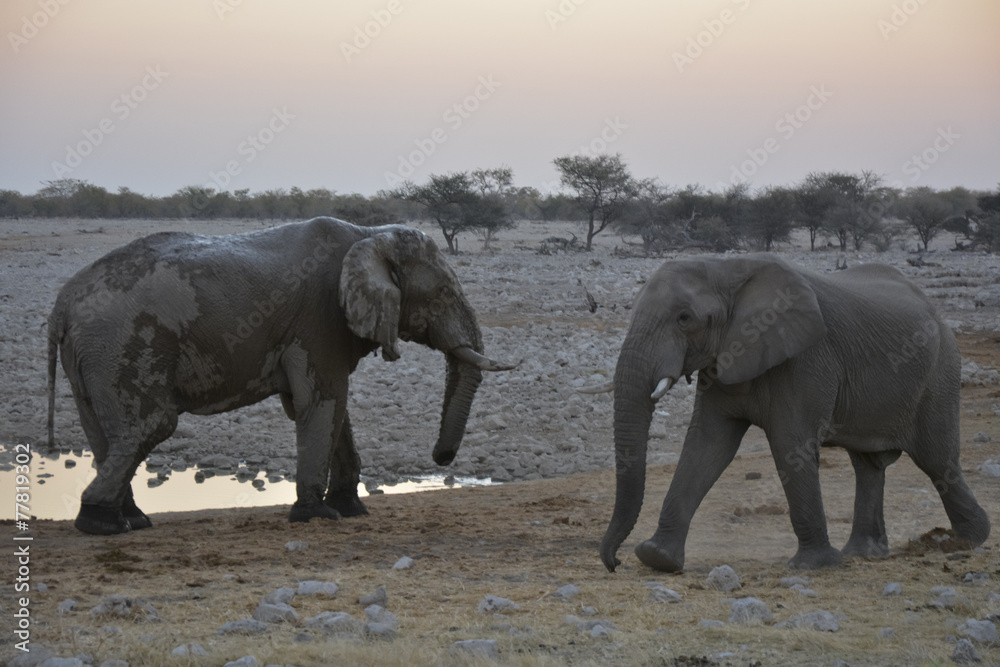 Two elephants, Okaukuejo, Etoscha National Park, Namibia, Africa