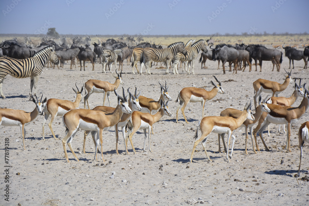 Wildlife at Sonderkop Waterhole, Etosha, Namibia, Africa Wildlife at Sonderkop Waterhole, Etosha, Namibia, Africa