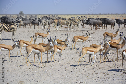 Wildlife at Sonderkop Waterhole, Etosha, Namibia, Africa