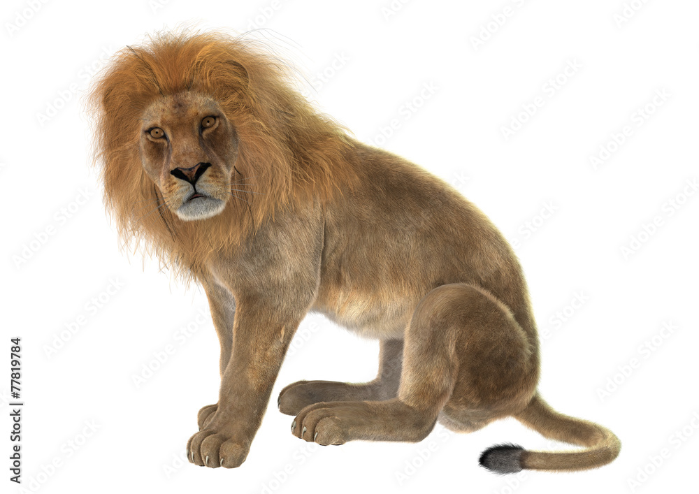 Obraz premium Male Lion