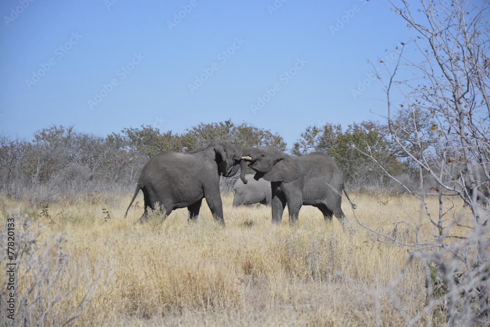 Two young elephants, Halali, Etosha National Park, Namibia, Afri