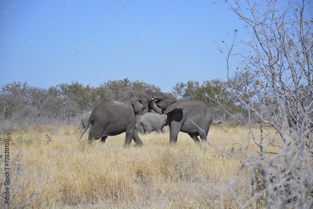 Fototapeta premium Two young elephants, Halali, Etosha National Park, Namibia, Afri