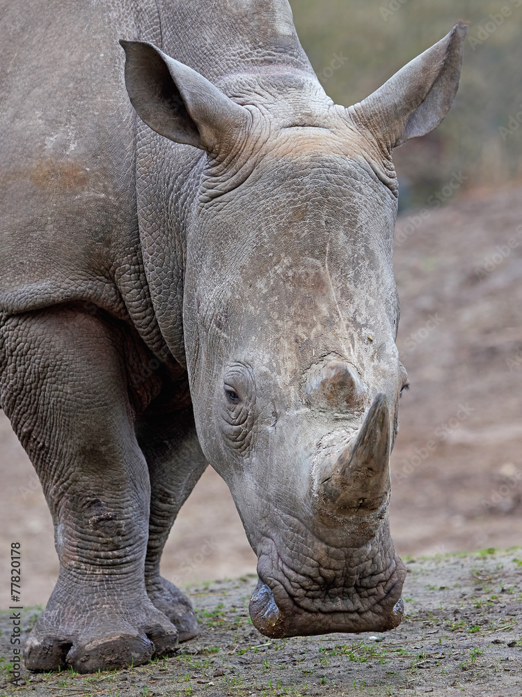 Fototapeta premium White Rhinoceros (Ceratotherium simum)