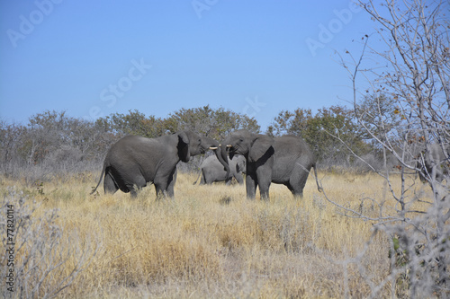 Two young elephants, Halali, Etosha National Park, Namibia, Afri © AndreasJ