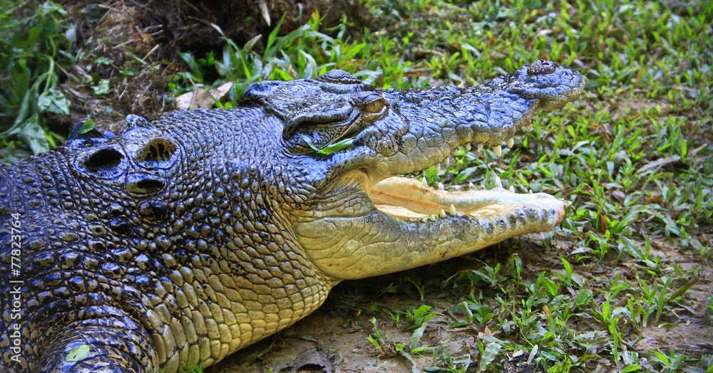 Fototapeta premium saltwater crocodile, Daintree, Queensland, Australia