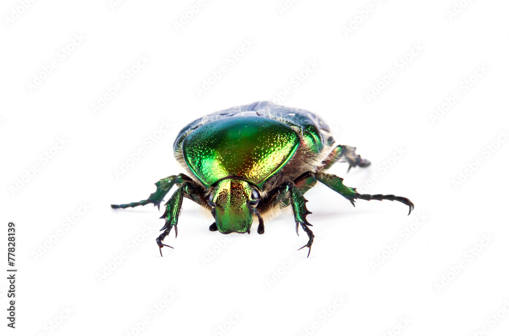 Naklejka premium Cetonia aurata