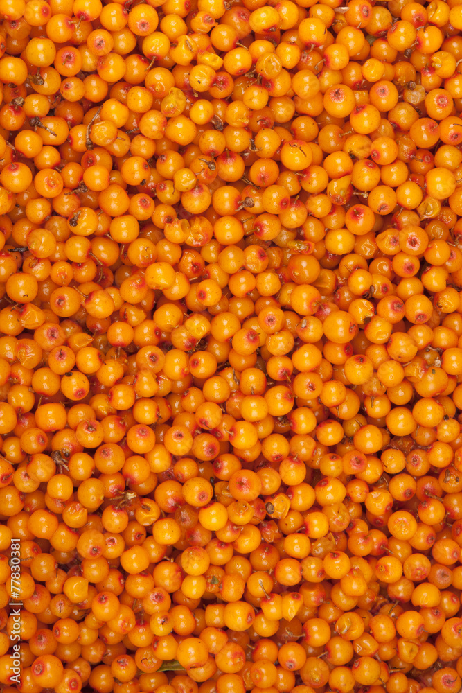 Fototapeta premium sea-buckthorn