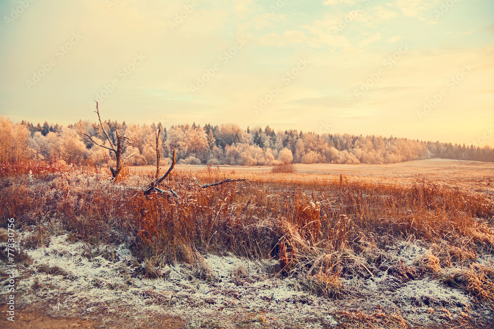 Country winter landscape. Dry grass, forest, snow