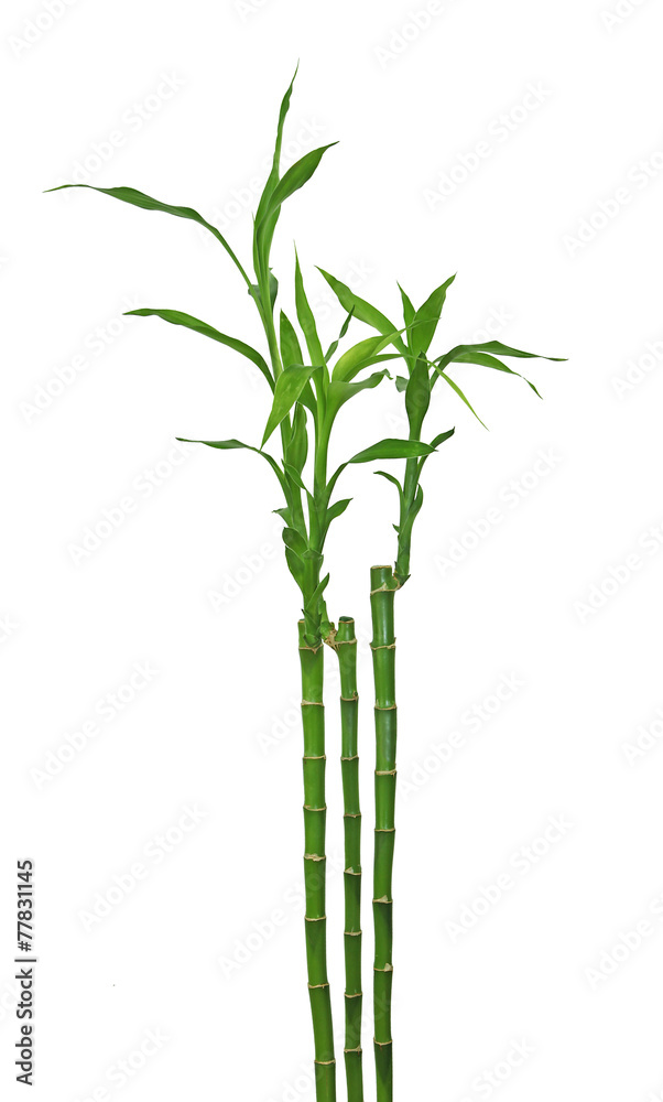 Naklejka premium Bambou