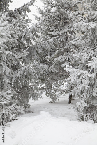 Several snow-covered spruce