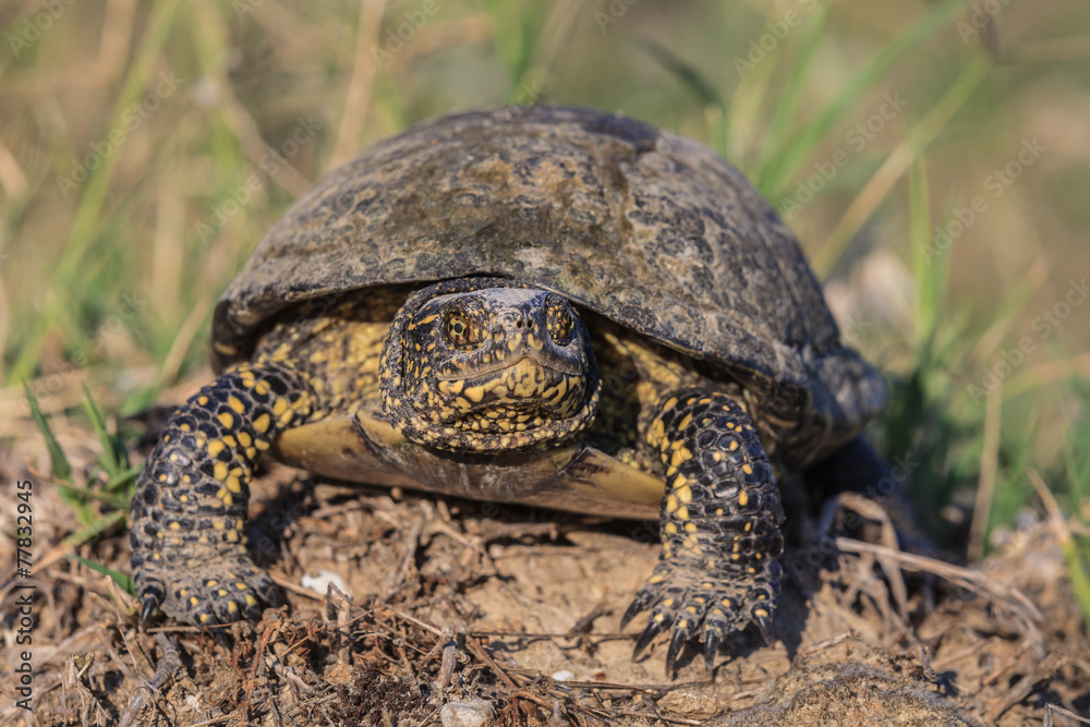 European bog turtle (emys orbicularis) European bog turtle (emys orbicularis)