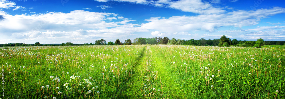 Fototapeta premium Panoramic view to field with dandelions