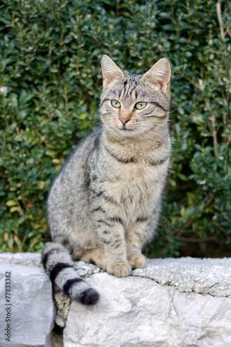 Young tabby cat sitting on the wall outside.