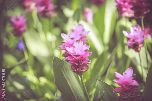 Cercuma alismatifolia Gagnep in vintage retro color tone photo