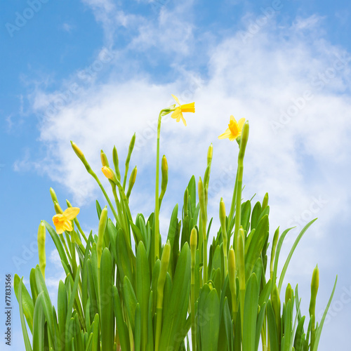 spring blossom daffodil flowers buds blue sky background