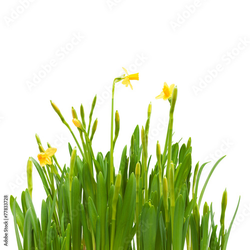flowers spring bloom daffodils isolated white background
