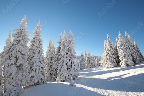 Snow-covered trees lit by the morning sun