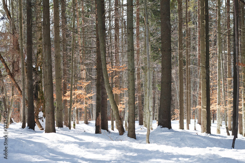 Tree trunks in winter pine forest