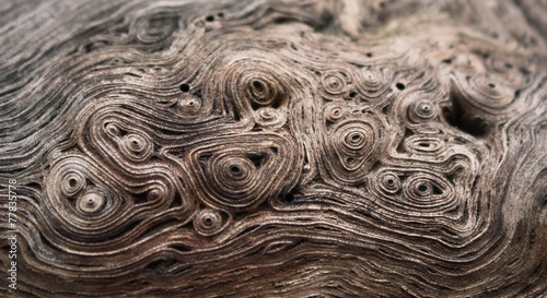 texture tree