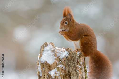 Red squirrel in winter
