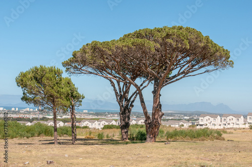 Pine trees with Table Mountain in Cape Town in the background