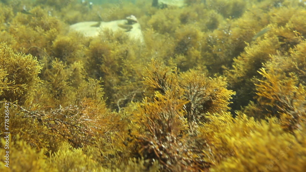Underwater sea exotic tropical scene with with fishes, duckweed Underwater sea exotic tropical scene with with fishes, duckweed