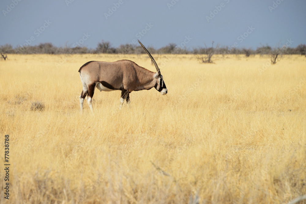 Oryx, Etosha National Park, Namibia Oryx, Etosha National Park, Namibia