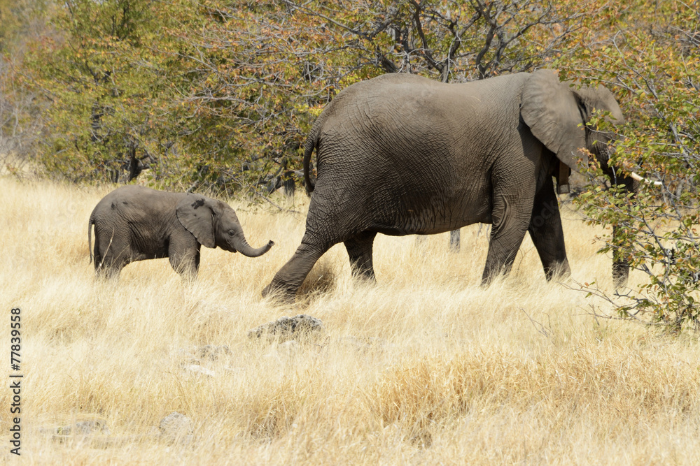 Fototapeta premium Elephants, Etosha National Park, Namibia