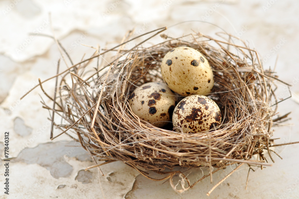 Obraz premium Three eggs in a bird nest