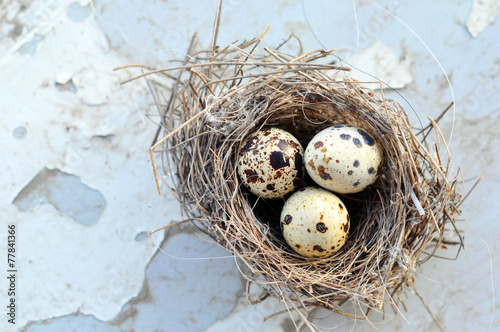 Three eggs in a bird nest