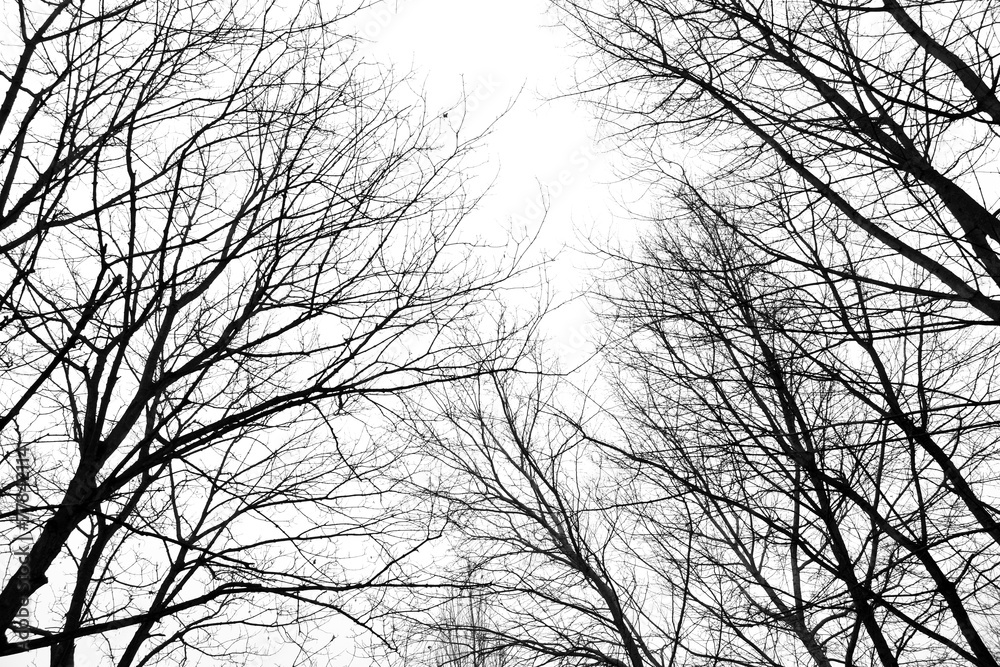 Naklejka premium Abstract leafless tree branches in winter