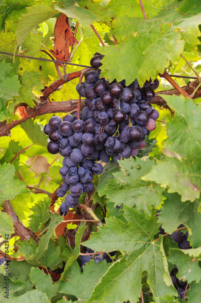 Ripe cabernet grapes ready for harvest