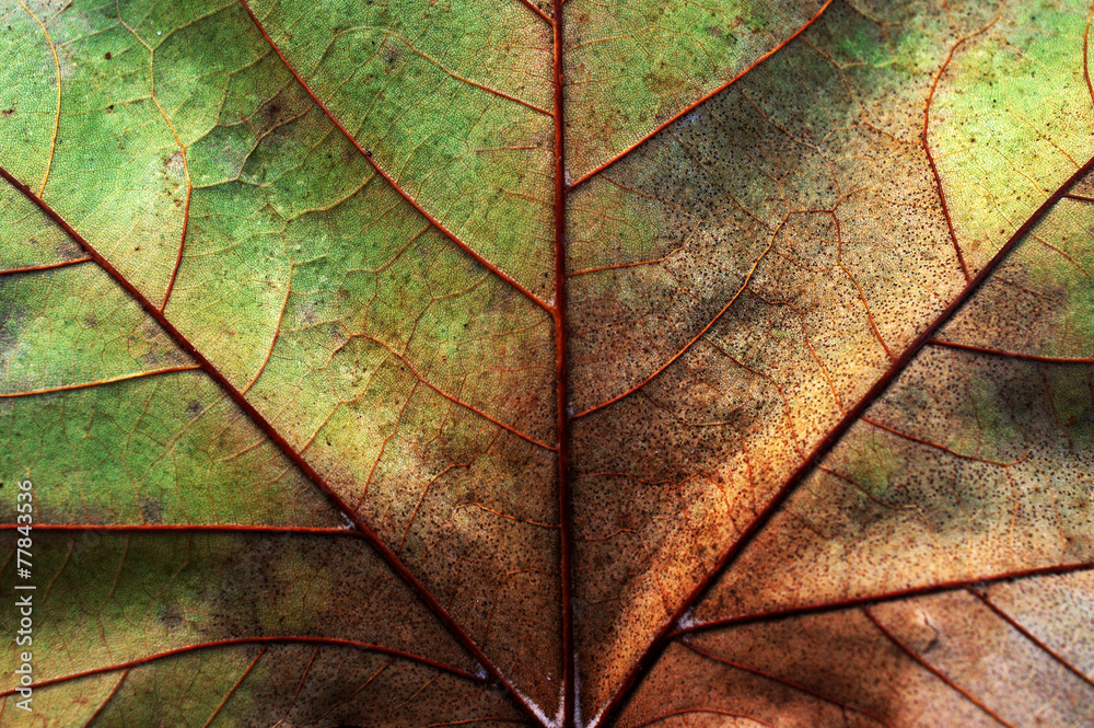 Fototapeta premium Abstract leaf texture for background