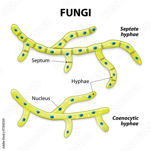 Fungi. Classification based on cell division photo
