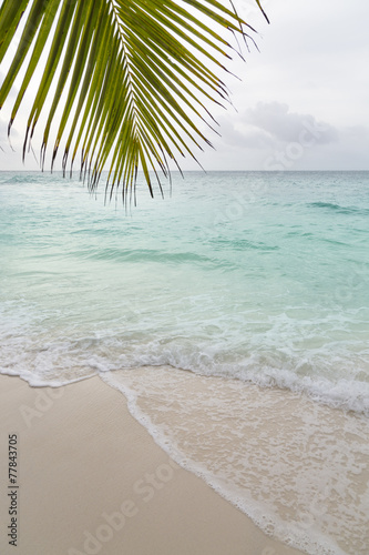 Beach and Palm Leaf, La Digue, Seychelles