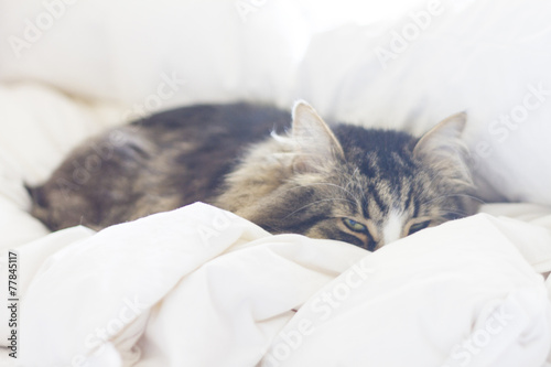 brown cat on the bed, siberian race