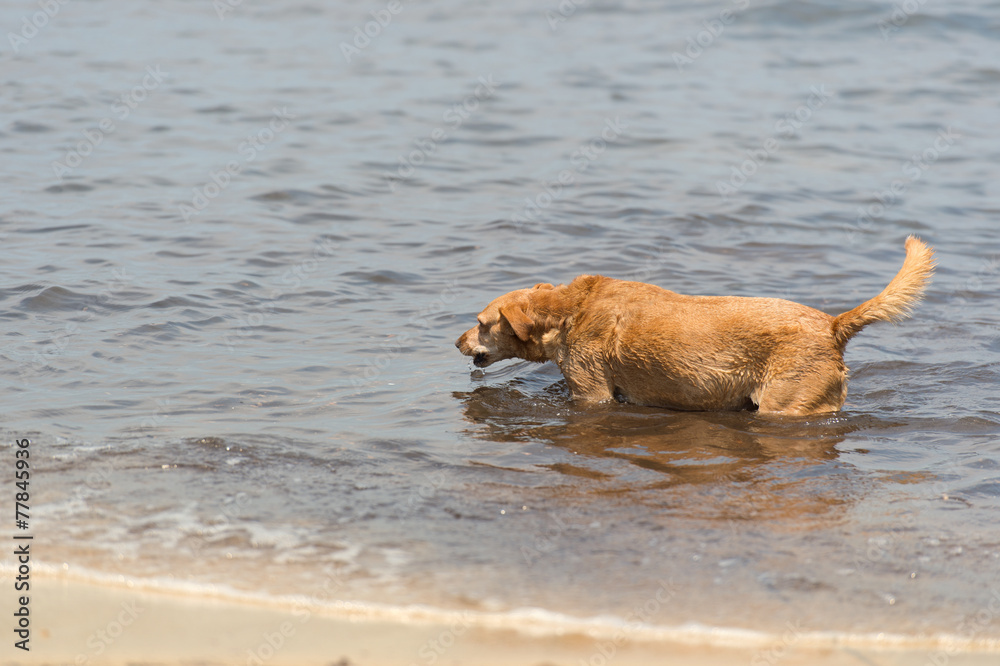 Dog at the beach Dog at the beach
