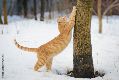 Ginger cat stretches in winter photo