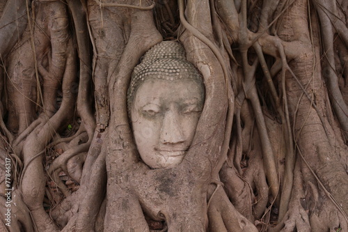 Head in the tree ruin thailand