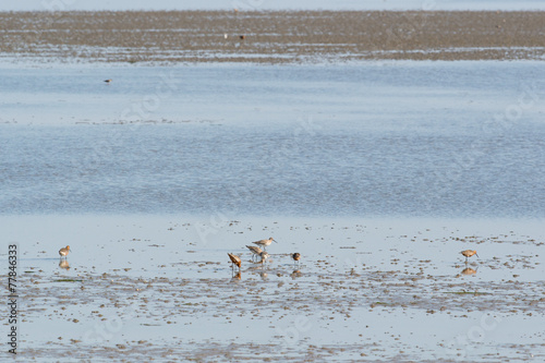 bar-tailed godwits in wadden sea