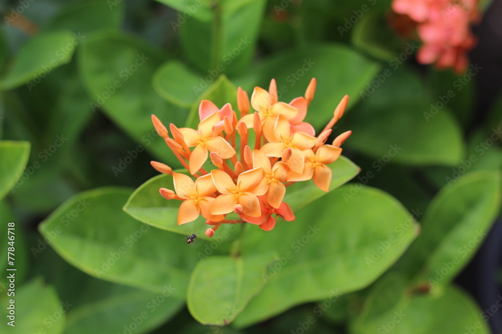 flower color orange in garden