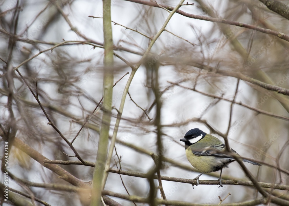 Naklejka premium Great Tit