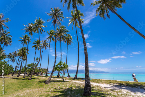 Palmiers sur le lagon de Moorea