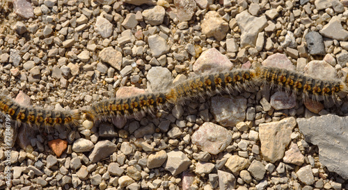 Pine processionary caterpillars in line photo