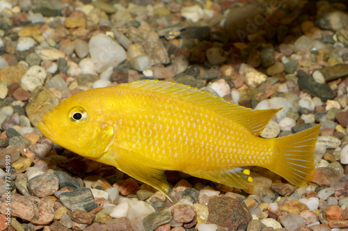 Fototapeta Naklejka Na Ścianę i Meble -  Pseudotropheus fish