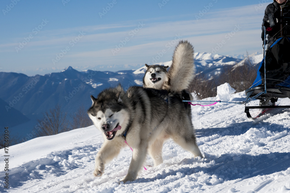 Naklejka premium Alaskan Malamute