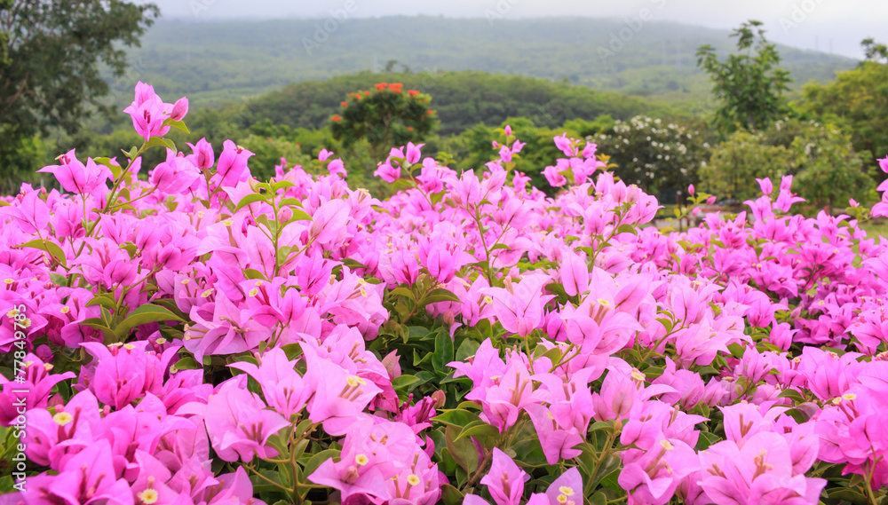 Fototapeta premium flower pink