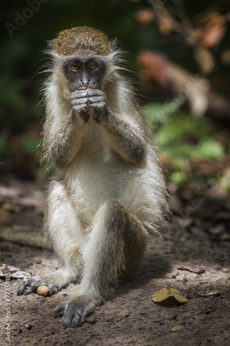 Monkey © alfonstr